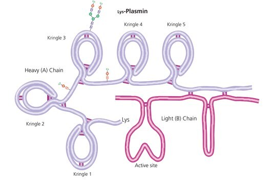 Plasmin from human plasma lyophilized powder, &#8805;2.0&#160;units/mg protein