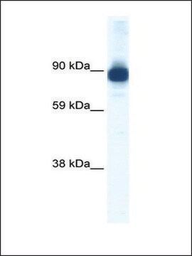 Anti-ACTN2 (AB1) antibody produced in rabbit IgG fraction of antiserum