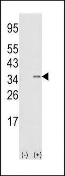 ANTI-SNAIL (N-TERM D24) antibody produced in rabbit IgG fraction of antiserum, buffered aqueous solution