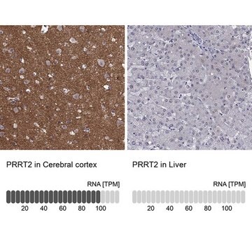 Anti-PRRT2 antibody produced in rabbit Prestige Antibodies&#174; Powered by Atlas Antibodies, affinity isolated antibody, buffered aqueous glycerol solution