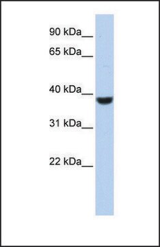 Anti-PPP1CA, (N-terminal) antibody produced in rabbit affinity isolated antibody