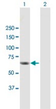 Anti-RGS12 antibody produced in mouse purified immunoglobulin, buffered aqueous solution