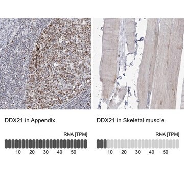 Anti-DDX21 antibody produced in rabbit Prestige Antibodies&#174; Powered by Atlas Antibodies, affinity isolated antibody, buffered aqueous glycerol solution