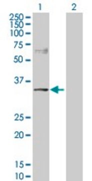 Anti-NDRG2 antibody produced in rabbit purified immunoglobulin, buffered aqueous solution