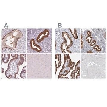 Anti-ASRGL1 antibody produced in rabbit Prestige Antibodies&#174; Powered by Atlas Antibodies, affinity isolated antibody, buffered aqueous glycerol solution