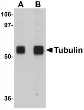 Anti-&#945;-Tubulin from chicken affinity isolated antibody, buffered aqueous solution