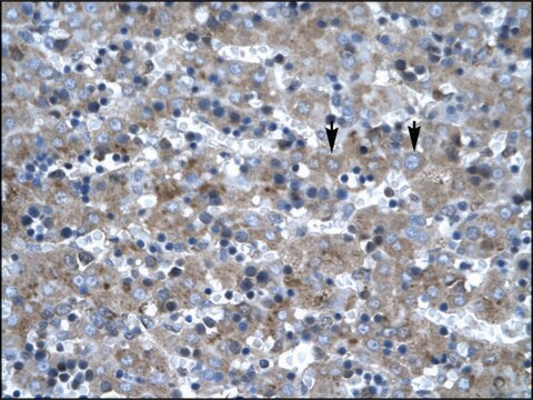 Anti-LHX6 antibody produced in rabbit IgG fraction of antiserum