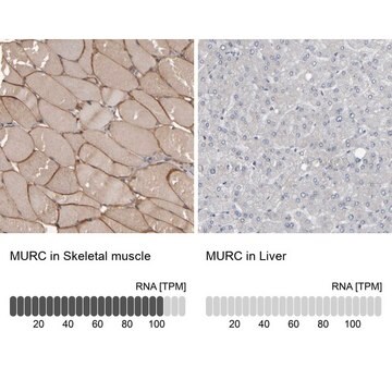 Anti-MURC antibody produced in rabbit Prestige Antibodies&#174; Powered by Atlas Antibodies, affinity isolated antibody, buffered aqueous glycerol solution, Ab3