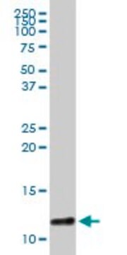 Anti-S100A8 antibody produced in rabbit purified immunoglobulin, buffered aqueous solution