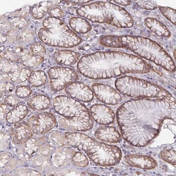 Anti-FAM120A antibody produced in rabbit Prestige Antibodies&#174; Powered by Atlas Antibodies, affinity isolated antibody, buffered aqueous glycerol solution