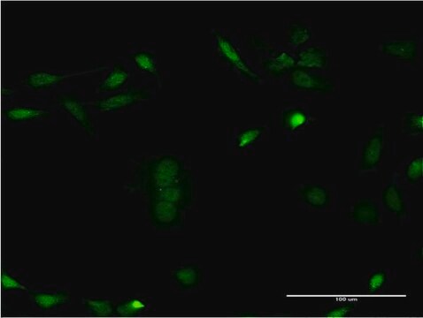 Monoclonal Anti-CSNK1E antibody produced in mouse clone 2E1, purified immunoglobulin, buffered aqueous solution