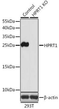 Anti-HPRT1 antibody produced in rabbit