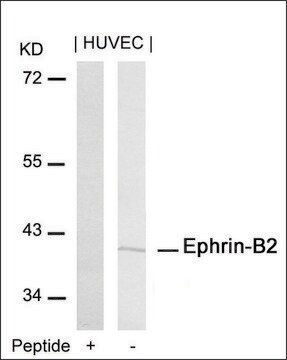 Anti-EFNB2 (Ab-316) antibody produced in rabbit affinity isolated antibody