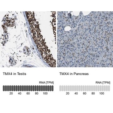 Anti-TMX4 antibody produced in rabbit Prestige Antibodies&#174; Powered by Atlas Antibodies, affinity isolated antibody, buffered aqueous glycerol solution