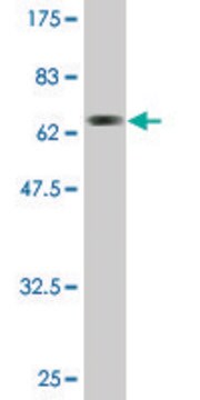 Monoclonal Anti-ACAT2 antibody produced in mouse clone 4A5, purified immunoglobulin, buffered aqueous solution