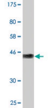 Monoclonal Anti-GCET2 antibody produced in mouse clone 1E9, purified immunoglobulin, buffered aqueous solution