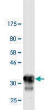 Monoclonal Anti-OTOP2 antibody produced in mouse clone 4F6, purified immunoglobulin, buffered aqueous solution