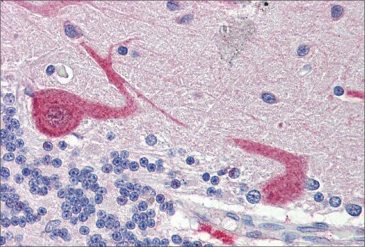 Anti-GABARAPL1, (N-terminal) antibody produced in rabbit affinity isolated antibody