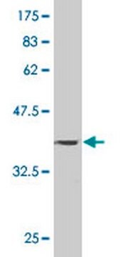 Anti-PAPPA Mouse mAb (1G3) liquid, clone 1G3, Calbiochem&#174;