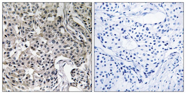 Anti-USP19 antibody produced in rabbit affinity isolated antibody