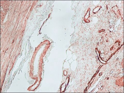 Anti-Mouse IgG (Fc specific)–Biotin antibody produced in goat affinity isolated antibody, buffered aqueous solution