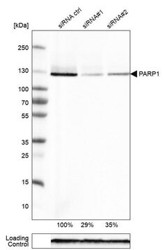 Monoclonal Anti-PARP1 antibody produced in mouse Prestige Antibodies&#174; Powered by Atlas Antibodies, clone CL2220, purified immunoglobulin, buffered aqueous glycerol solution