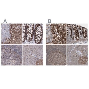 Anti-GRSF1 antibody produced in rabbit Prestige Antibodies&#174; Powered by Atlas Antibodies, affinity isolated antibody, buffered aqueous glycerol solution