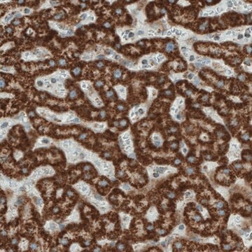 Monoclonal Anti-SDHB antibody produced in mouse Prestige Antibodies&#174; Powered by Atlas Antibodies, clone CL0347, purified immunoglobulin, buffered aqueous glycerol solution