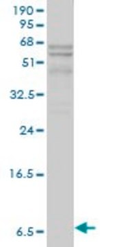 Monoclonal Anti-APOC1 antibody produced in mouse clone 2E2-1A3, purified immunoglobulin, buffered aqueous solution