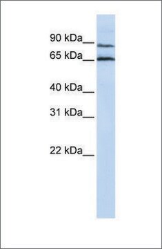 Anti-GPR75 antibody produced in rabbit affinity isolated antibody