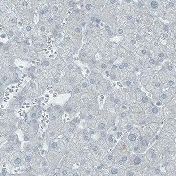 Monoclonal Anti-THY1 antibody produced in mouse Prestige Antibodies&#174; Powered by Atlas Antibodies, clone CL1040, purified immunoglobulin, buffered aqueous glycerol solution