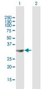 Anti-STX4A antibody produced in mouse purified immunoglobulin, buffered aqueous solution