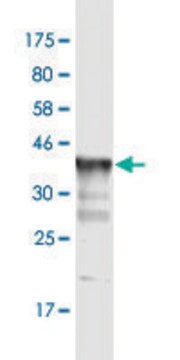 Monoclonal Anti-KCNC3, (C-terminal) antibody produced in mouse clone 6F7, purified immunoglobulin, buffered aqueous solution