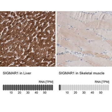 Anti-SIGMAR1 antibody produced in rabbit Prestige Antibodies&#174; Powered by Atlas Antibodies, affinity isolated antibody, buffered aqueous glycerol solution