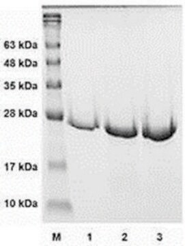 Cathepsin K Active human recombinant, expressed in E. coli, &#8805;90% (SDS-PAGE)