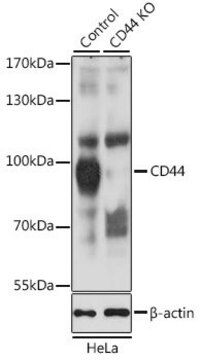 Anti-CD44 antibody produced in rabbit