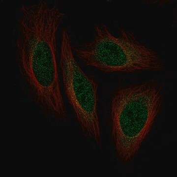 Monoclonal Anti-ISL1 antibody produced in mouse Prestige Antibodies&#174; Powered by Atlas Antibodies, clone CL11651, purified immunoglobulin, buffered aqueous glycerol solution