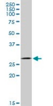 Anti-GCLM antibody produced in mouse purified immunoglobulin, buffered aqueous solution