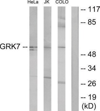 Anti-GRK7 antibody produced in rabbit affinity isolated antibody