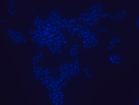 Enterococcus faecium FISH probe - Cy3 Probe for fluorescence in situ hybridization (FISH), 20&#181;M in water