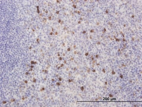 Monoclonal Anti-KCNIP2 antibody produced in mouse clone 3E7, purified immunoglobulin, buffered aqueous solution