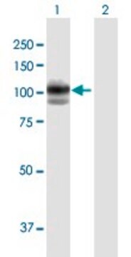 Anti-GAA antibody produced in mouse purified immunoglobulin, buffered aqueous solution