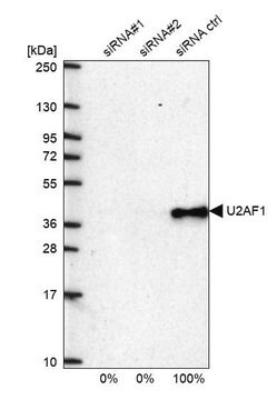 Anti-U2AF1 antibody produced in rabbit Prestige Antibodies&#174; Powered by Atlas Antibodies, affinity isolated antibody, buffered aqueous glycerol solution