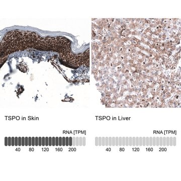 Anti-TSPO antibody produced in mouse Prestige Antibodies&#174; Powered by Atlas Antibodies, clone CL13358, purified by using Protein A, buffered aqueous glycerol solution