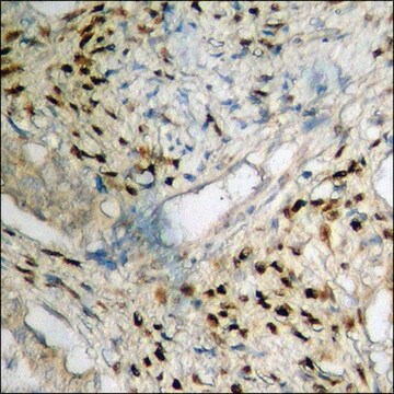 Anti-phospho-C/EBP-&#949; (pThr74) antibody produced in rabbit affinity isolated antibody