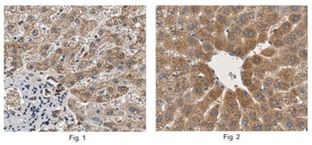 Anti-Matriptase-2/TMPRSS6 Antibody from rabbit, purified by affinity chromatography