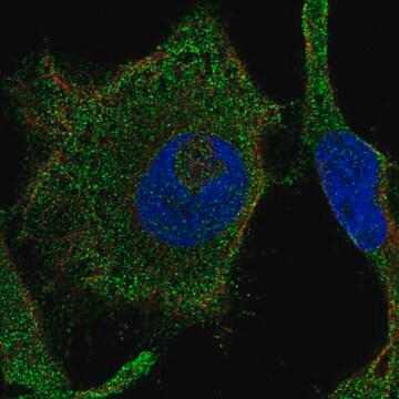 Anti-RAB42 antibody produced in rabbit Prestige Antibodies&#174; Powered by Atlas Antibodies, affinity isolated antibody