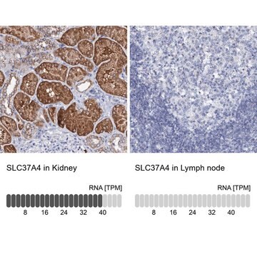 Anti-SLC37A4 antibody produced in rabbit Prestige Antibodies&#174; Powered by Atlas Antibodies, affinity isolated antibody, buffered aqueous glycerol solution