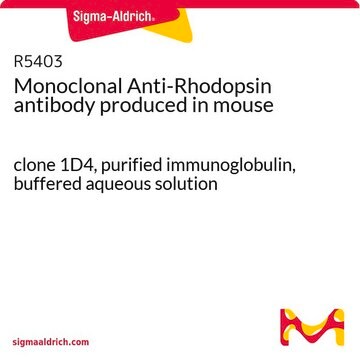 Monoclonal Anti-Rhodopsin antibody produced in mouse clone 1D4, purified immunoglobulin, buffered aqueous solution