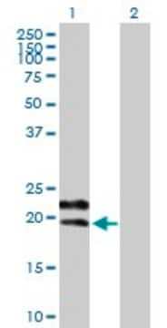 Anti-GYPC antibody produced in mouse purified immunoglobulin, buffered aqueous solution